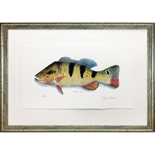 CL- PEACOCK BASS